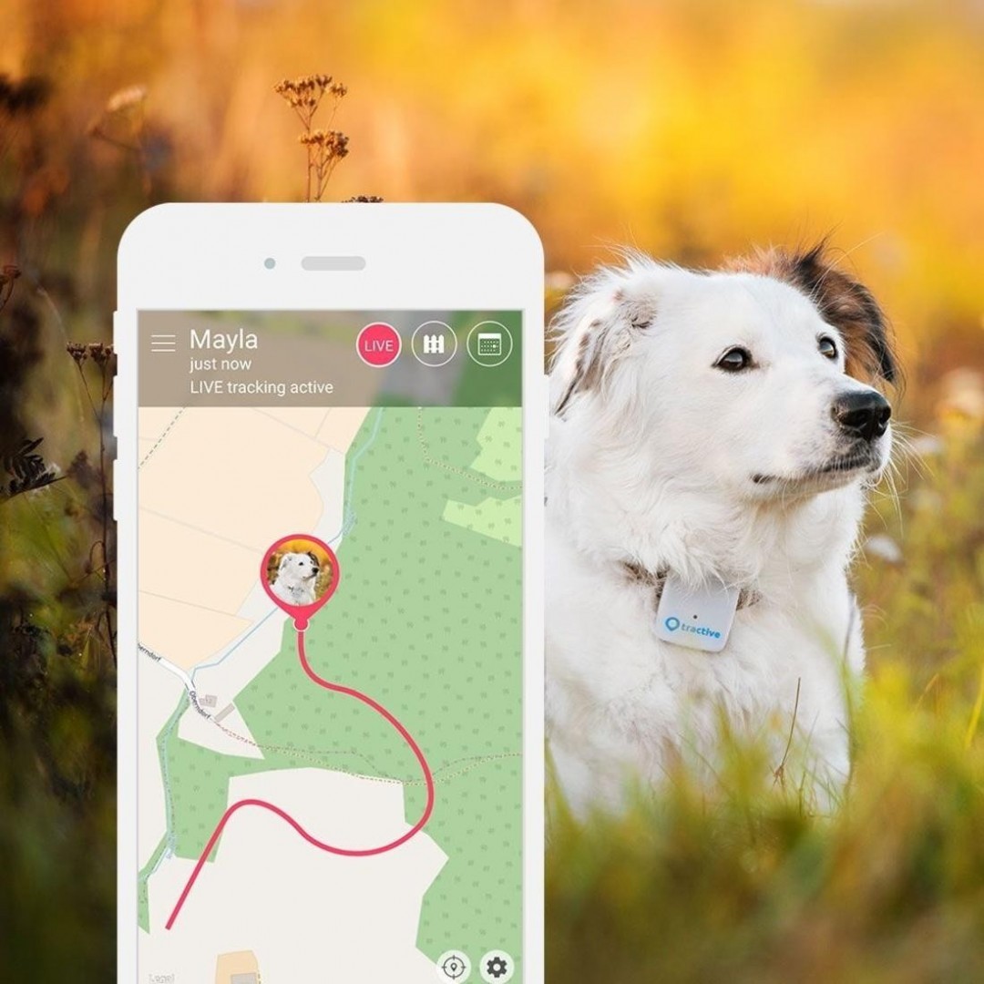 Lokalizator GPS Tractive GPS dla psów i kotów